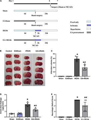 Genome-Wide Transcription Analysis of Electroacupuncture Precondition-Induced Ischemic Tolerance on SD Rat With Ischemia–Reperfusion Injury